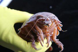 2026/06/Deep-sea-isopods.jpg