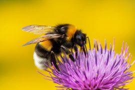 Closeup,Of,A,Bombus,Terrestris,,The,Buff-tailed,Bumblebee,Or,Large