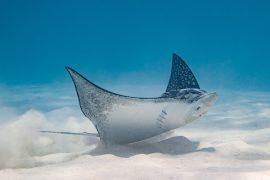 2026/06/marine-predator-sounds.jpg